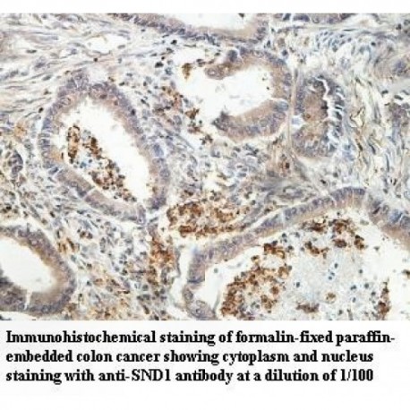 SND1 Antibody