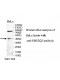 UBE2Q2 Antibody