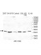 UCHL3 Antibody