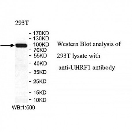 UHRF1 Antibody