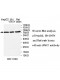 UIMC1 Antibody
