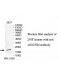 NDUFS4 Antibody