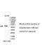 NDUFV3 Antibody