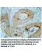RABGEF1 Antibody