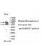 RABGEF1 Antibody