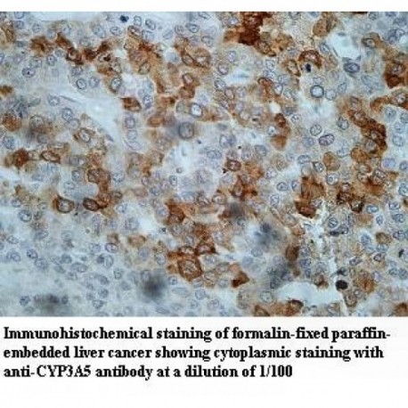 CYP3A5 Antibody