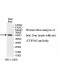 CYP3A5 Antibody