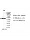 USP18 Antibody