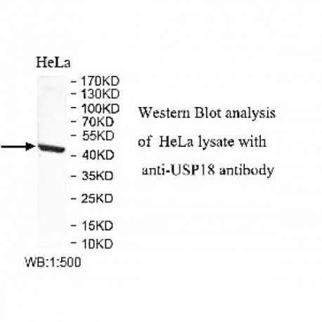 USP18 Antibody