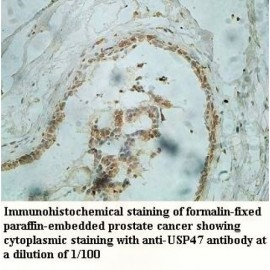 USP47 Antibody