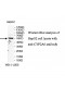 CYP2A6 Antibody