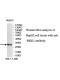 DKK1 Antibody