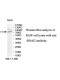 DNAI2 Antibody