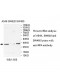 XPA Antibody