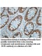 WIF1 Antibody