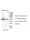 WIF1 Antibody
