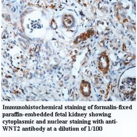 WNT2 Antibody