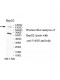 VRAS Antibody