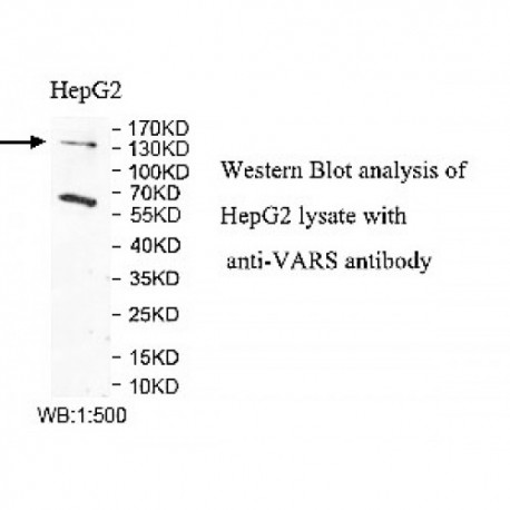 VRAS Antibody