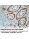 VIL1 Antibody