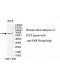 UPF3B Antibody
