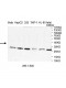 NDUFS3 Antibody