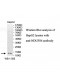 NDUFS6 Antibody