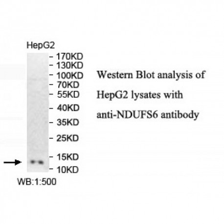 NDUFS6 Antibody