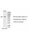 NR5A2 Antibody