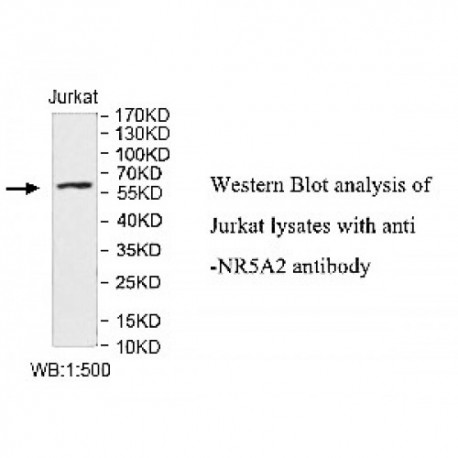 NR5A2 Antibody