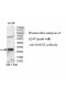 RASD2 Antibody