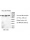 XRCC5 Antibody