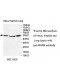 WARS Antibody