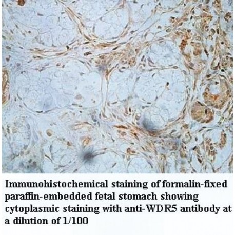 WDR5 Antibody