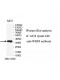 WDR5 Antibody