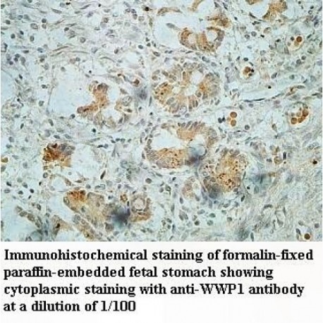 WWP1 Antibody