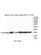 VBP1 Antibody