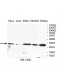 UBE2G1 Antibody