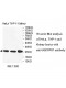 UQCRFS1 Antibody
