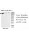 URB2 Antibody