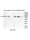 TAF1B Antibody