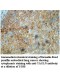 TAGLN Antibody