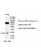 TAGLN Antibody