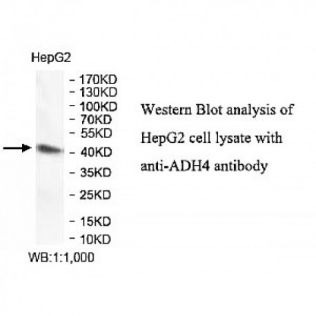 ADH4 Antibody