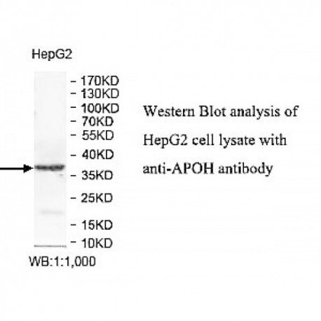 APOH Antibody