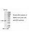 E2F6 Antibody