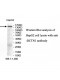 DCTN1 Antibody