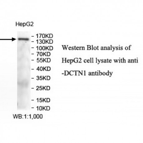 DCTN1 Antibody