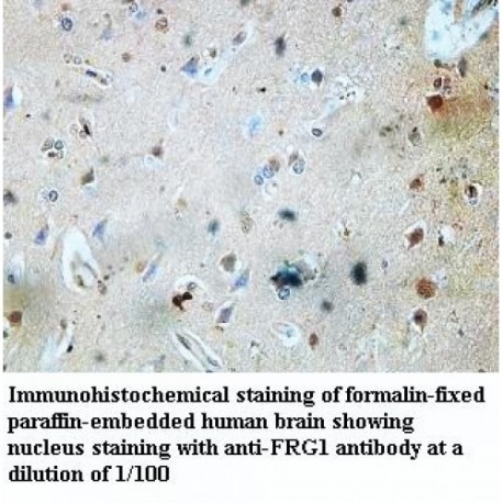 FRG1 Antibody