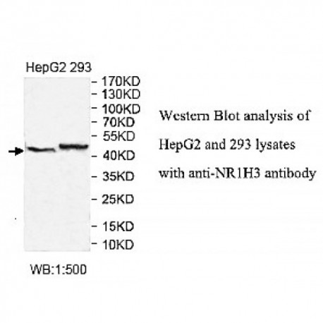 NR1H3 Antibody